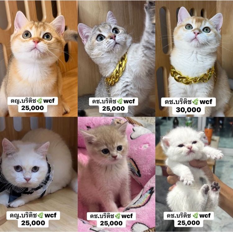 บริติช ชอร์ตแฮร์ (British Shorthair) บริติช🌿wcfผ่อนไปเลี้ยงไป