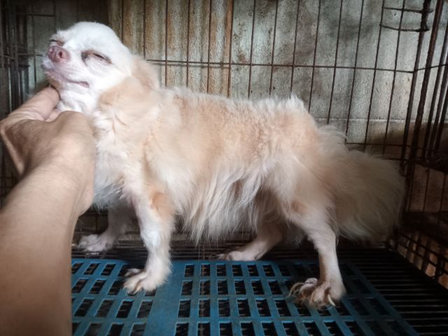 ขายแม่พันธ์ชิวาวาขนยาว รูปที่ 3