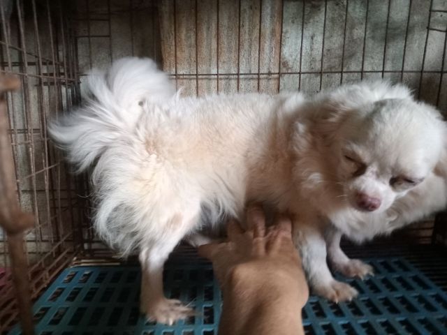 ขายแม่พันธ์ชิวาวาขนยาว