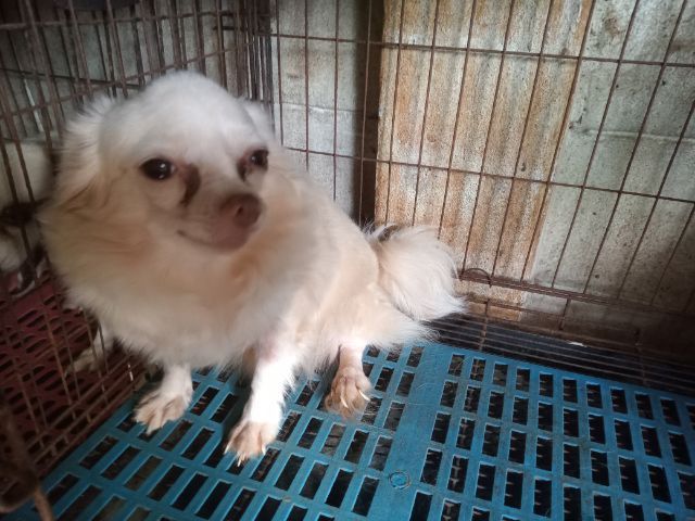 ขายแม่พันธ์ชิวาวาขนยาว รูปที่ 4