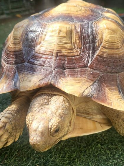 ซูคาต้า 11 นิ้ว ตัวเมีย กินอาหารเม็ดตลอด รูปที่ 2