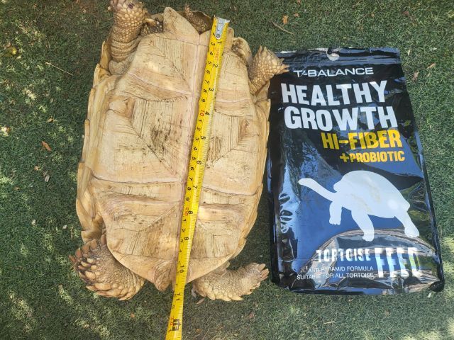 ซูคาต้า 11 นิ้ว ตัวเมีย กินอาหารเม็ดตลอด รูปที่ 3