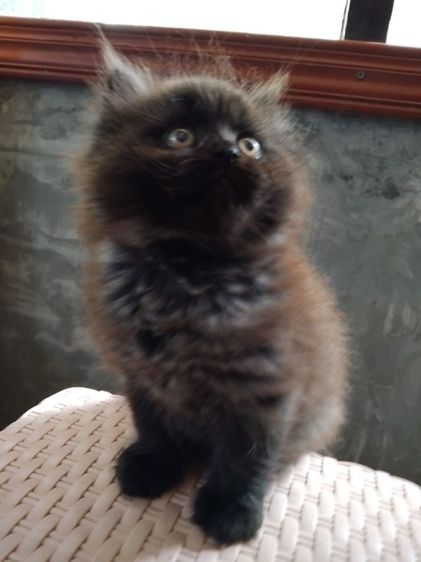 ลูกแมวพันธุ์เปอร์เซีย (เพศผู้) รูปที่ 4