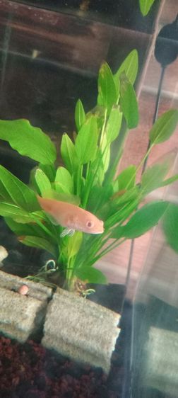 ปลาช่อนเผือกสั้น รูปที่ 2