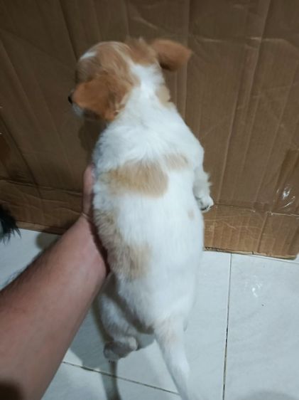 แจ๊ครัสเซลล์ผสมชิสุห์ รูปที่ 3