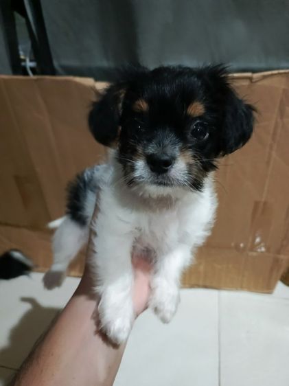 แจ๊ครัสเซลล์ผสมชิสุห์ รูปที่ 5