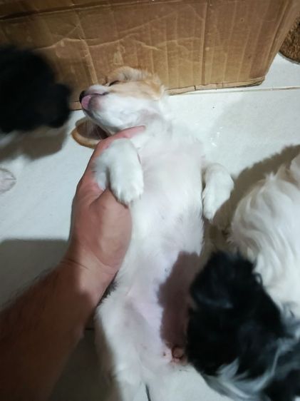 แจ๊ครัสเซลล์ผสมชิสุห์ รูปที่ 4