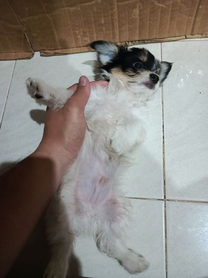 แจ๊ครัสเซลล์ผสมชิสุห์ รูปที่ 10