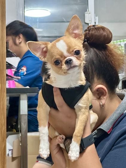 ชิวาวา ขนสั้น เพศผู้ รูปที่ 2