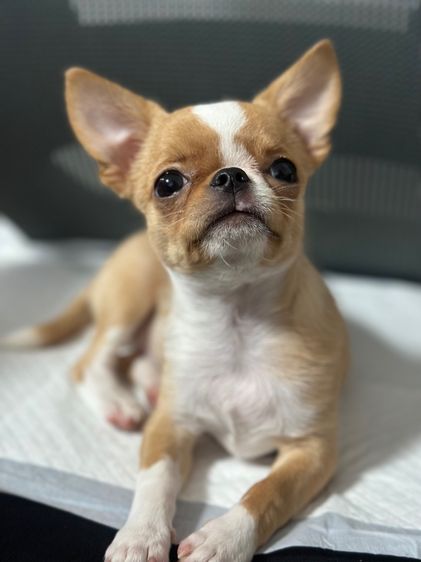 ชิวาวา ขนสั้น เพศผู้ รูปที่ 4