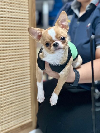 ชิวาวา ขนสั้น เพศผู้