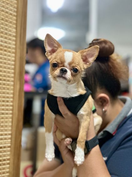 ชิวาวา ขนสั้น เพศผู้ รูปที่ 3