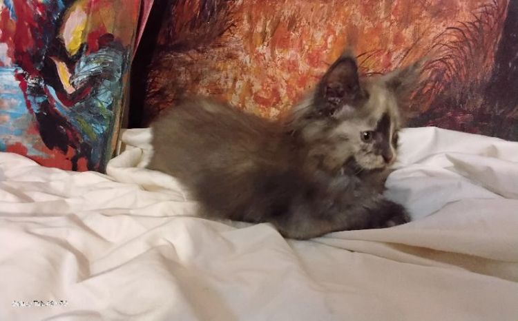 เมนคูนเพศเมียแท้พ่อแม่นำเข้า อายุ2เดือนมี5ตัว ขนดีขาใหญ่สั้นขนปลายหูยาว