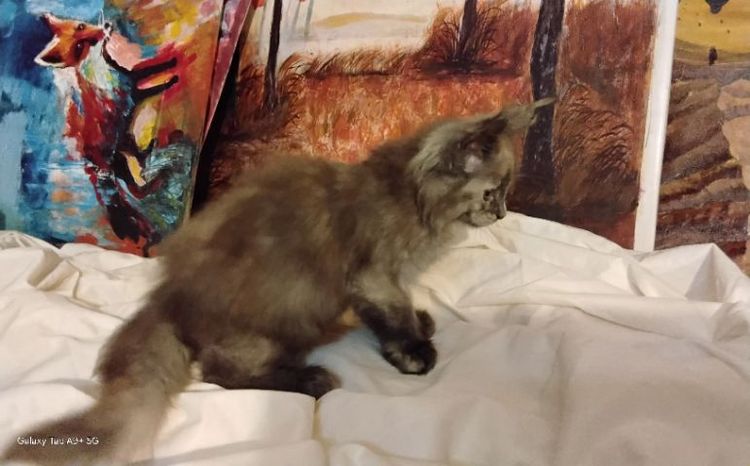 เมนคูนเพศเมียแท้พ่อแม่นำเข้า อายุ2เดือนมี5ตัว ขนดีขาใหญ่สั้นขนปลายหูยาว รูปที่ 2