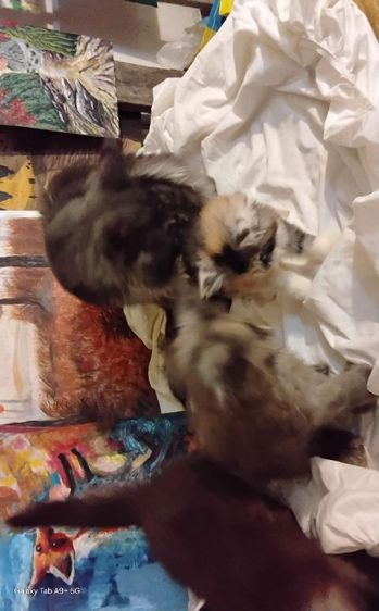 เมนคูนเพศเมียแท้พ่อแม่นำเข้า อายุ2เดือนมี5ตัว ขนดีขาใหญ่สั้นขนปลายหูยาว รูปที่ 6