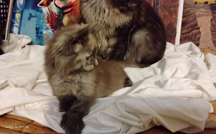 เมนคูนเพศเมียแท้พ่อแม่นำเข้า อายุ2เดือนมี5ตัว ขนดีขาใหญ่สั้นขนปลายหูยาว รูปที่ 4