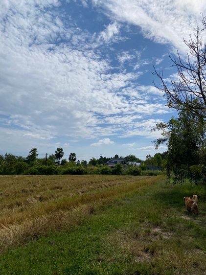 ขายที่ดินในจังหวัดนครนายกน้ำไม่ท่วมติดถนนคอนกรีต(เจ้าของขายเอง) รูปที่ 3