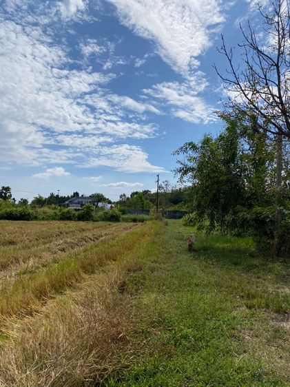 ขายที่ดินในจังหวัดนครนายกน้ำไม่ท่วมติดถนนคอนกรีต(เจ้าของขายเอง) รูปที่ 2