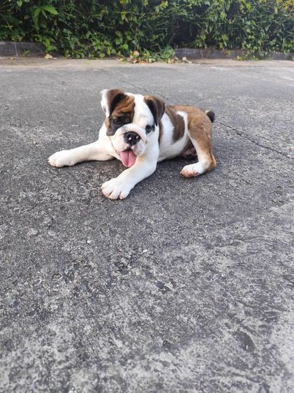 อิงลิช บูลด็อก