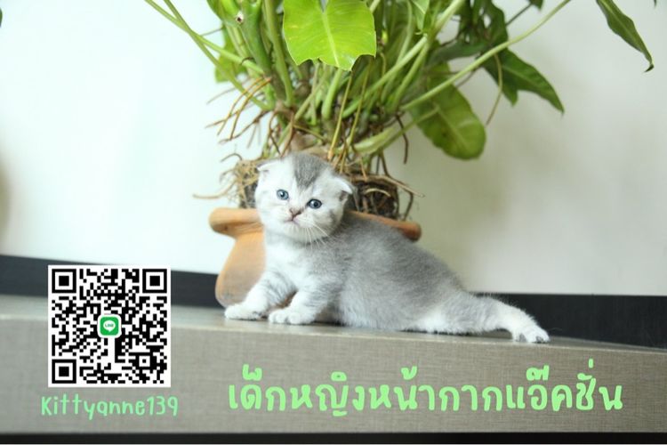 ลูกแมวสก็อตติชบริติชแท้ รูปที่ 4