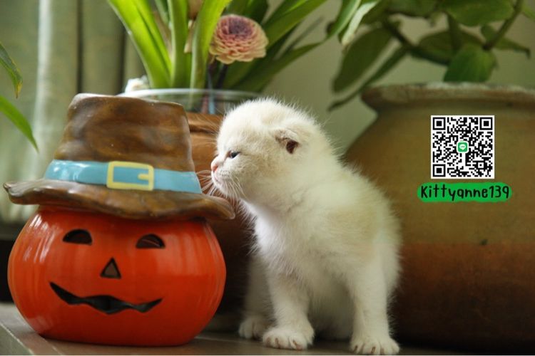 ลูกแมวสก็อตติชบริติชแท้ รูปที่ 14