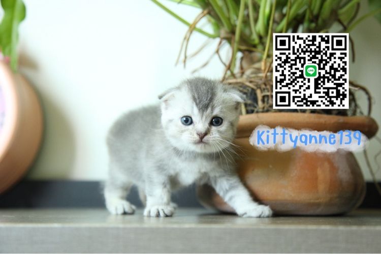 ลูกแมวสก็อตติชบริติชแท้ รูปที่ 2