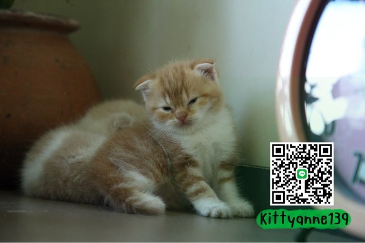 ลูกแมวสก็อตติชบริติชแท้ รูปที่ 11