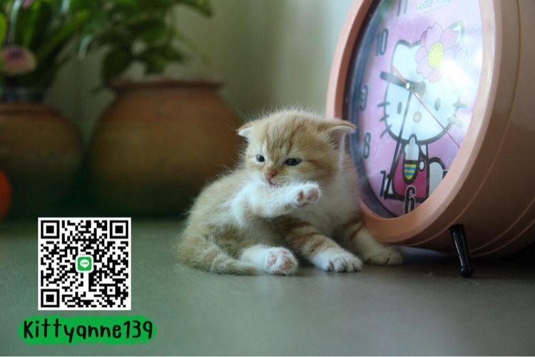 ลูกแมวสก็อตติชบริติชแท้ รูปที่ 8