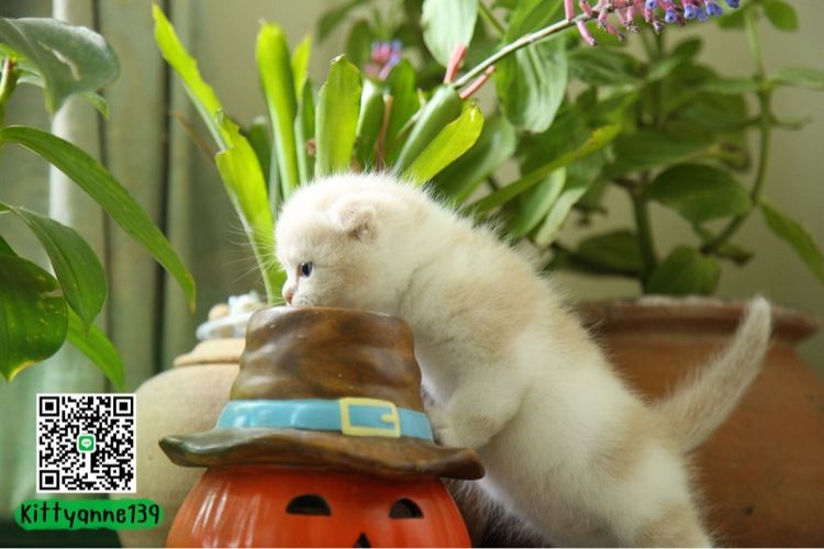 ลูกแมวสก็อตติชบริติชแท้ รูปที่ 13