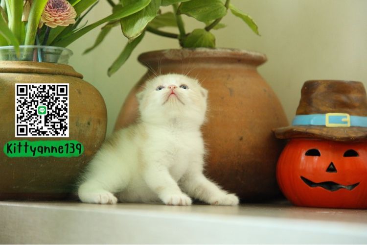 ลูกแมวสก็อตติชบริติชแท้ รูปที่ 12