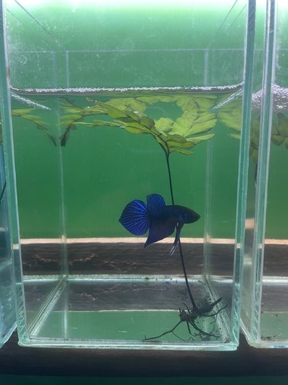 ปลากัด รูปที่ 4