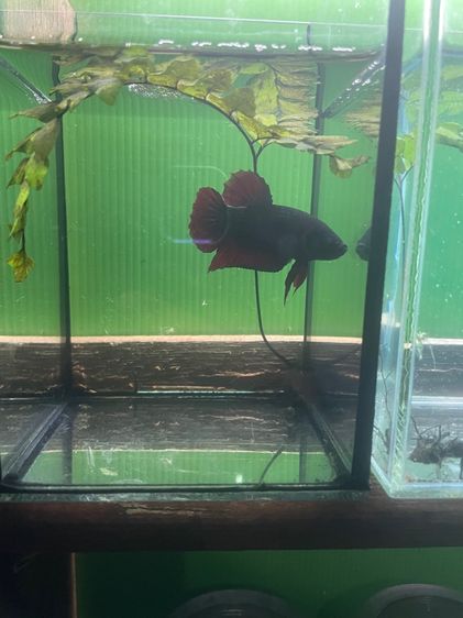 ปลากัด รูปที่ 5