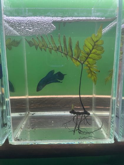 ปลากัด รูปที่ 2