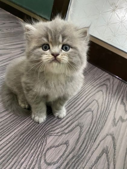 สกอตบริทิช ผู้2 เมีย1 รูปที่ 5