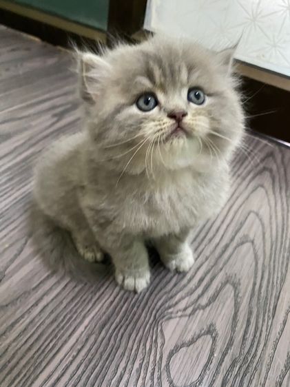 สกอตบริทิช ผู้2 เมีย1 รูปที่ 4