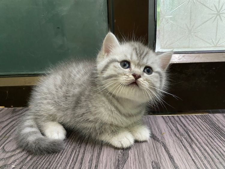 สกอตบริทิช ผู้2 เมีย1 รูปที่ 2