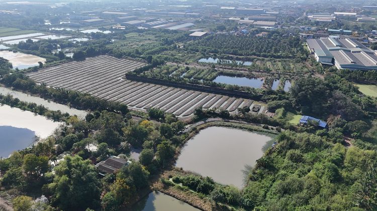 ที่ดินแคราย บ้านแพ้ว รถ10ล้อเข้าถึง ราคาถูก  สจ4 ครุฑแดง รูปที่ 4