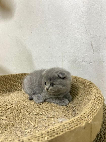 เด็กชายสก๊อตติช รูปที่ 4