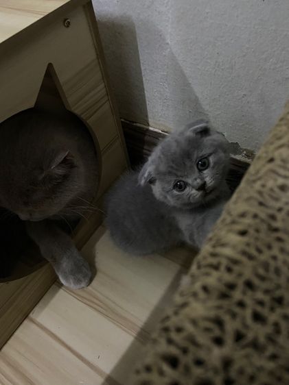 เด็กชายสก๊อตติช รูปที่ 2