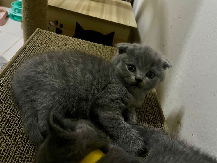 เด็กชายสก๊อตติช รูปที่ 13