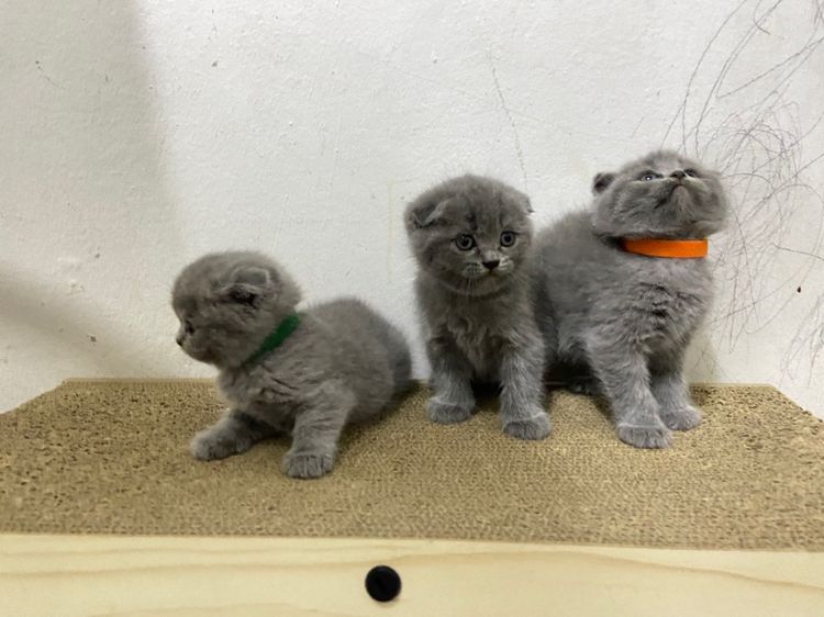 เด็กชายสก๊อตติช รูปที่ 12