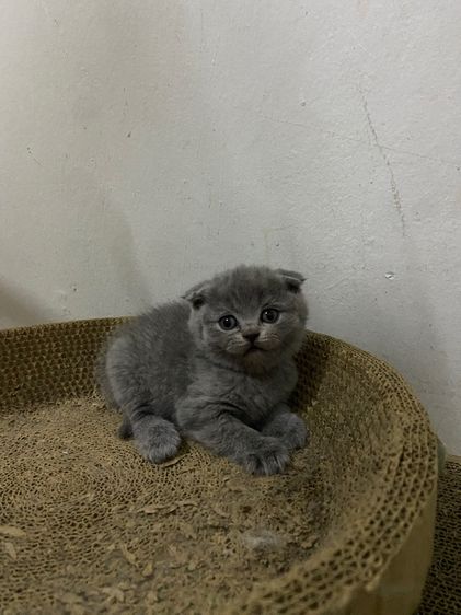 เด็กชายสก๊อตติช รูปที่ 5