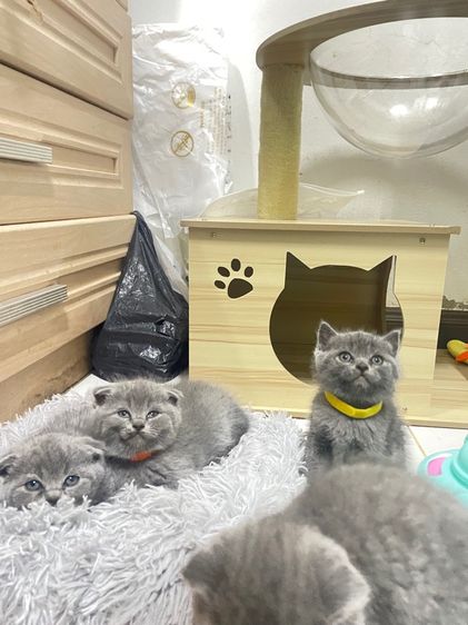 เด็กหญิงสก๊อตติช รูปที่ 16