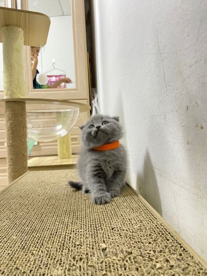 เด็กหญิงสก๊อตติช รูปที่ 5