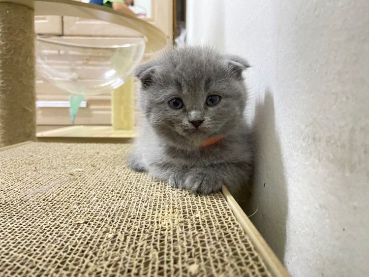 สก็อตติช โฟลด์ (Scottish Fold) เด็กหญิงสก๊อตติช