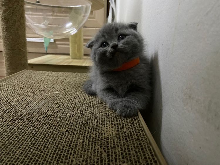 เด็กหญิงสก๊อตติช รูปที่ 7