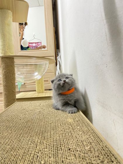 เด็กหญิงสก๊อตติช รูปที่ 6