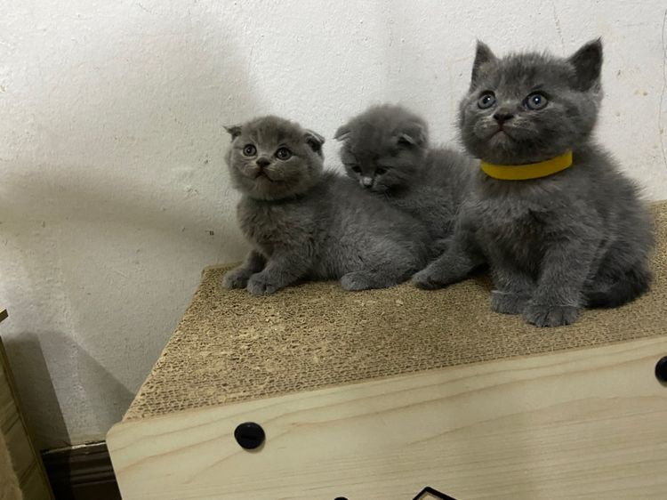 สก๊อตติช รูปที่ 2