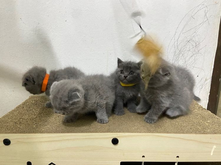 สก๊อตติช รูปที่ 6