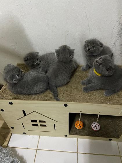 สก๊อตติช รูปที่ 10